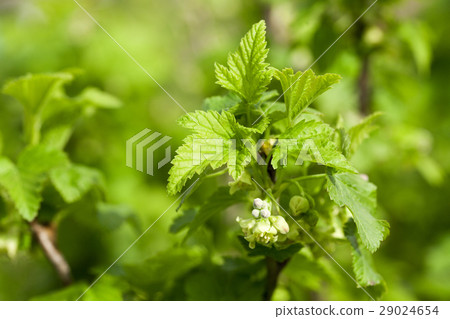 spring flowering currant 29024654