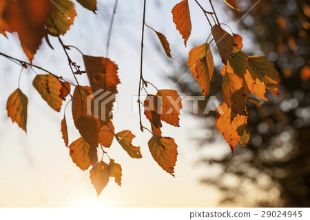 birch in autumn, close-up 29024945
