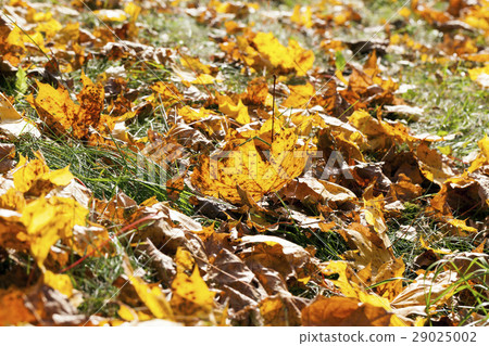 The fallen maple leaves 29025002