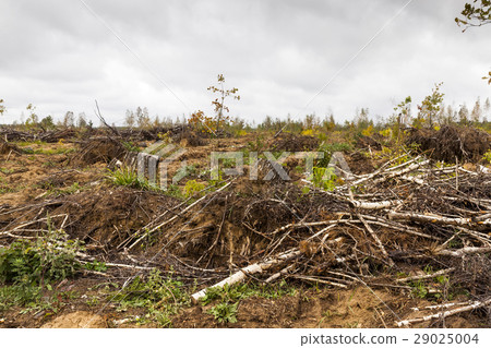 Storm damage. trees in the forest after a storm. 29025004