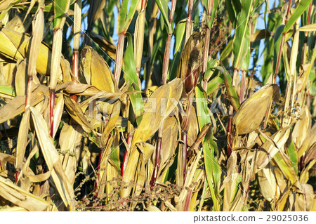 Ripe yellow corn 29025036
