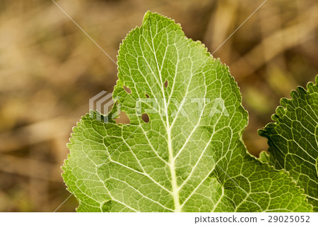 green leaves of horseradish 29025052