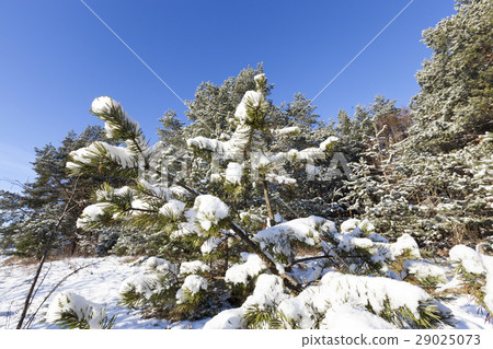 spruce in the snow, winter 29025073