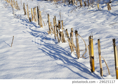 field covered with snow 29025117