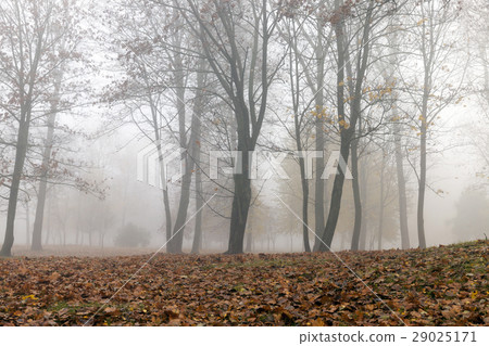 Fog in autumn season 29025171