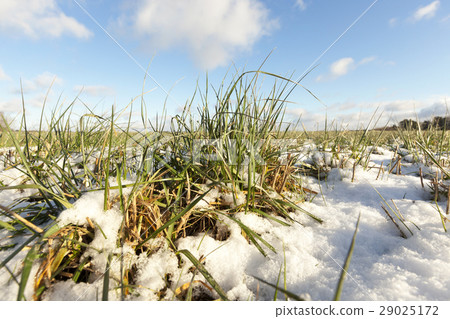 Green wheat under the snow 29025172
