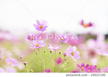 Cosmos Cosmos 29025190