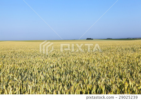 immature yellowing wheat 29025239