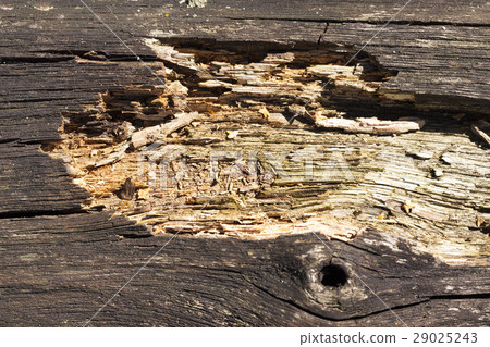 rotten wooden surface, close-up 29025243
