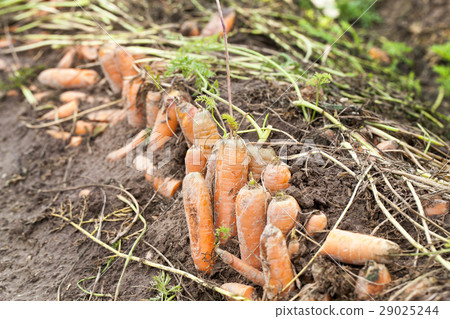 red carrots in the field red carrots in the field 29025244