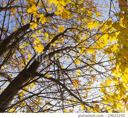 yellowed maple trees in autumn yellowed maple trees in autumn 29025245