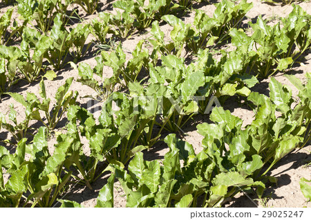 green beet leaves green beet leaves 29025247