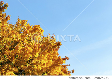 yellowed maple trees in autumn 29025249