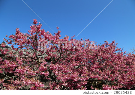 Cold scales cherry in the blue sky Cold scales cherry in the blue sky 29025428