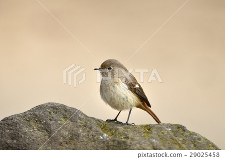 Giubitaki的婊子 29025458