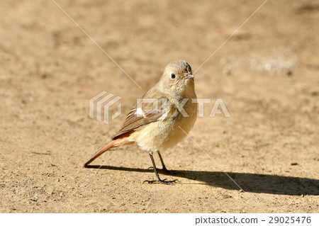 Glove tiger on the ground 29025476