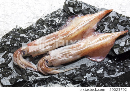Squid Squid 29025792