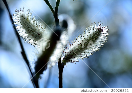 在背後照明的貓科動物花貓燈籠花 29026831