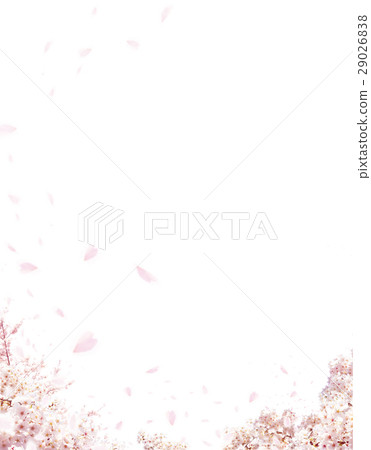 Cherry Blossoms Cherry Blossoms 29026838