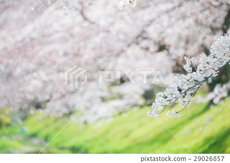 Spring image 29026857