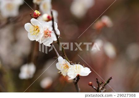 Plum blossom Plum blossom 29027308
