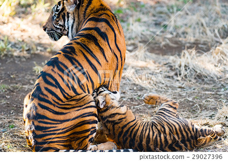 Twin brothers of Sumatran tiger 29027396