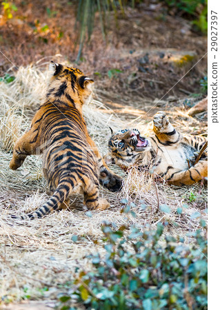 蘇門答臘虎的孿生兄弟 29027397