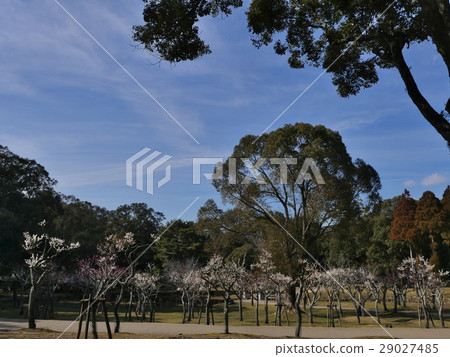 Nara Park · Kataoka Bairin 29027485