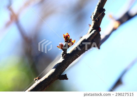 Blurred sprouts and small buds 29027515