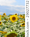 sunflower	 29027732