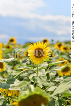sunflower	 29027732