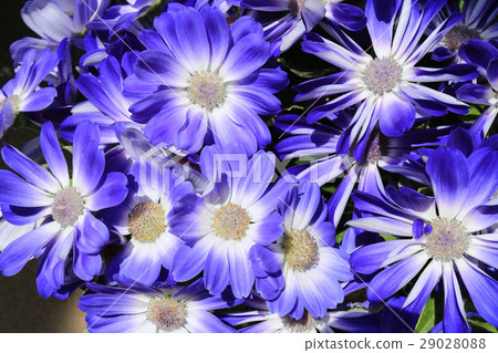 Cineraria 29028088