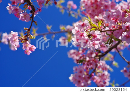 Kawazu Sakura Clear blue sky and spring sunshine 29028164