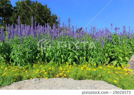 Flower fountain - Blue Salvia flower 29028573