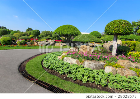 Beautiful dwarf tree in the garden 29028575