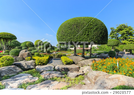 Beautiful dwarf tree in the garden 29028577