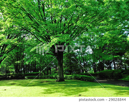 外出的新鮮綠色 29028844