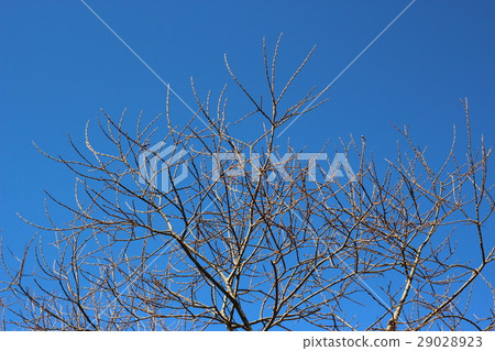 Blue sky and deciduous tree Blue sky and deciduous tree 29028923