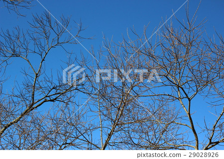 Blue sky and deciduous tree Blue sky and deciduous tree 29028926