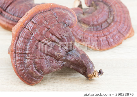 Ganoderma Lucidum Mushroom on wood 29028976