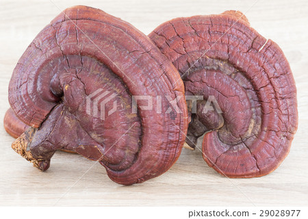 Ganoderma Lucidum Mushroom on wood Ganoderma Lucidum Mushroom on wood 29028977