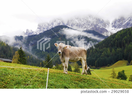 santa maddalena village Santa Maddalena Geissler cattle santa maddalena village Santa Maddalena Geissler cattle 29029038