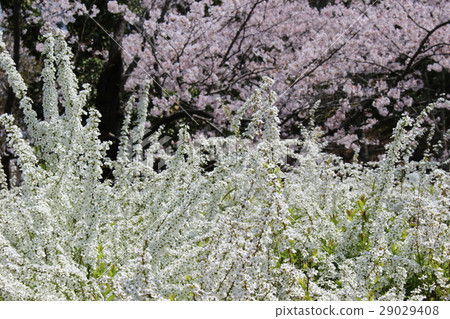 Sakura and Yukinagi 29029408