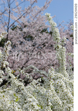 Sakura and Yukinagi Sakura and Yukinagi 29029409