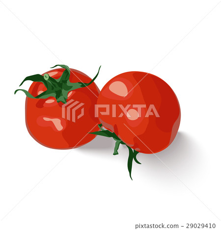 Vector isolated set of two fresh red tomatoes 29029410