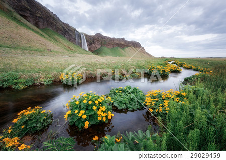 Seljalandfoss 29029459