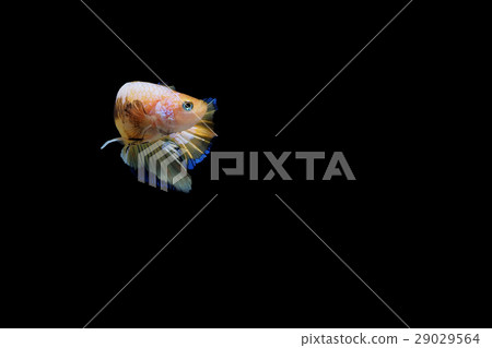 Siamese fighting fish 29029564