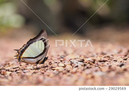 Siamese fighting fish Siamese fighting fish 29029569