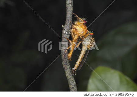 Siamese fighting fish 29029570