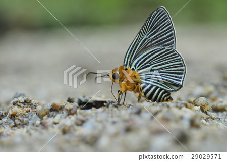 Siamese fighting fish Siamese fighting fish 29029571